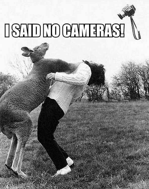 Kangaroo wil niet op de foto