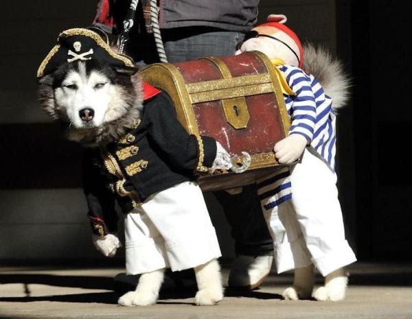 Carnaval kostuum voor de hond