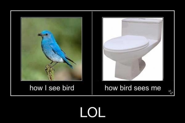 Hoe een vogel mij ziet