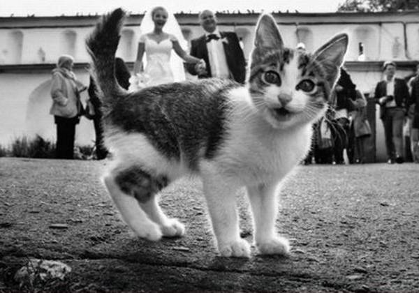 Blije kat op een bruiloft