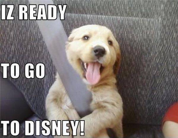 Hond gaat naar Disneyland