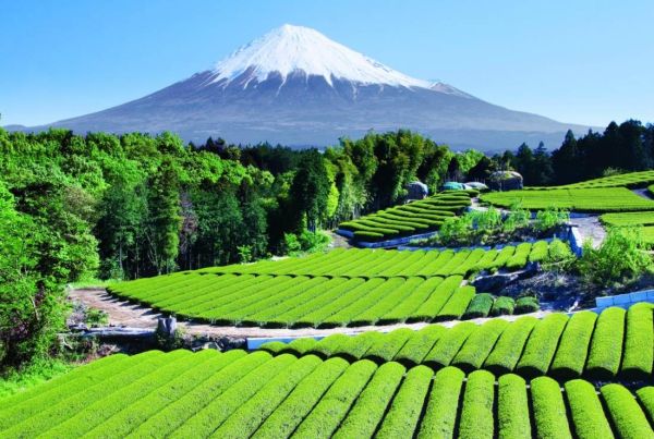 Thee plantage nabij Mount Fuji in Japan