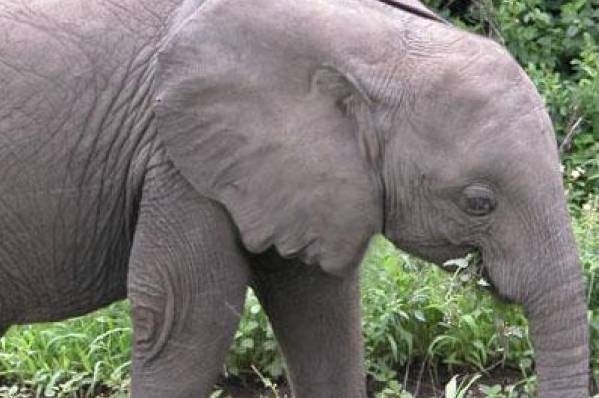 Kijk naar het oor van deze olifant