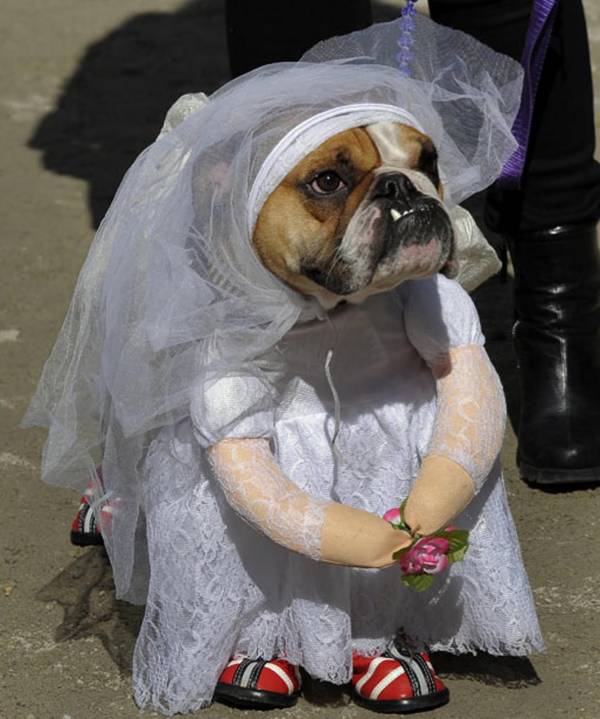 Hond als bruidsmeisje