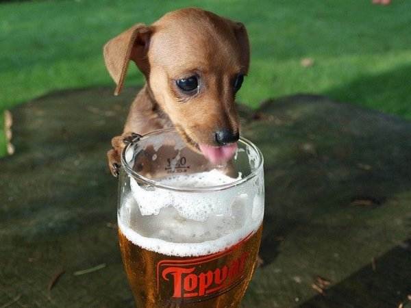 Puppie drinkt graag een biertje
