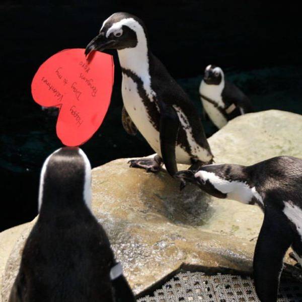 Valentijnsdag bij de Pinguins