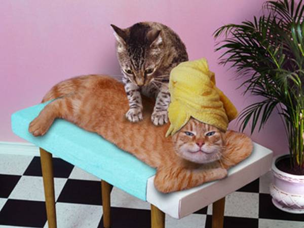 Massage voor en door katten