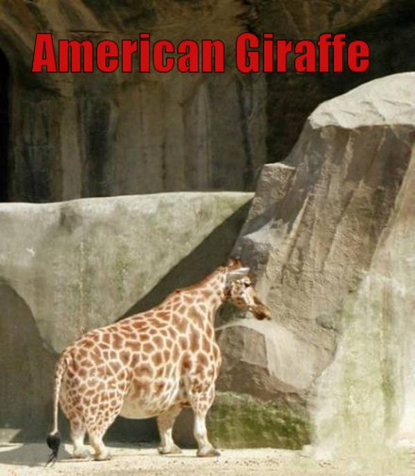 De Amerikaanse giraffe