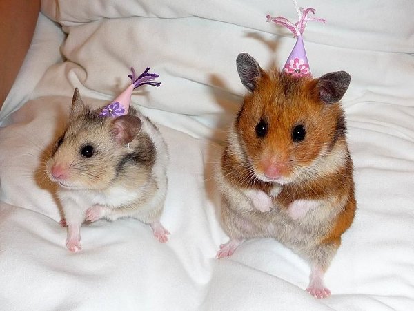 Hamsters vieren een feestje