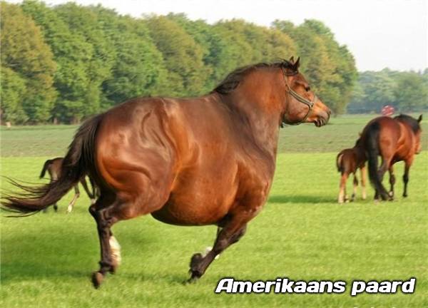 Amerikaans paard