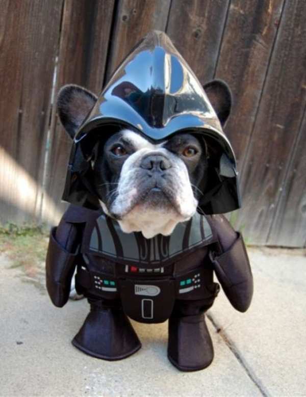 Darth hond