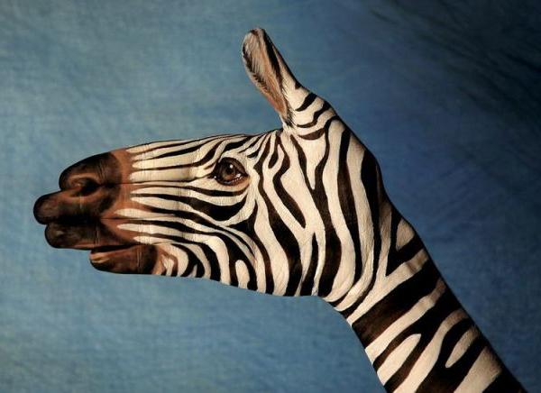 Zebra hand