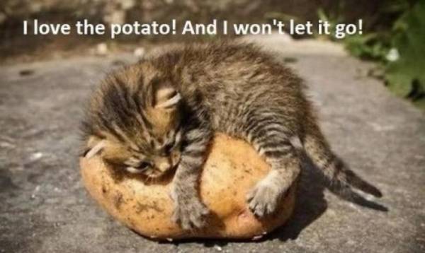 Poesje is gek op aardappels