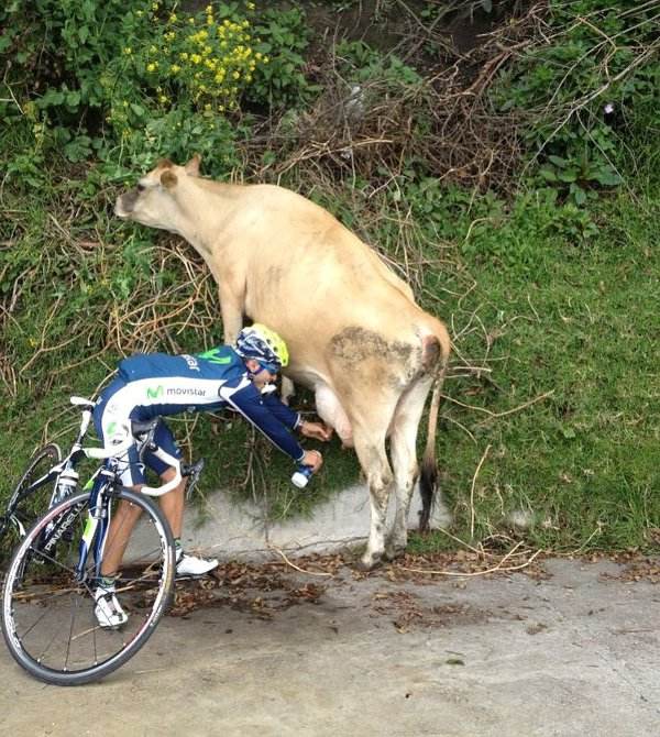 Wielrenner melkt een koe