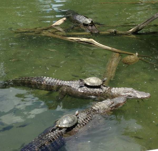 Taxi voor schildpadden