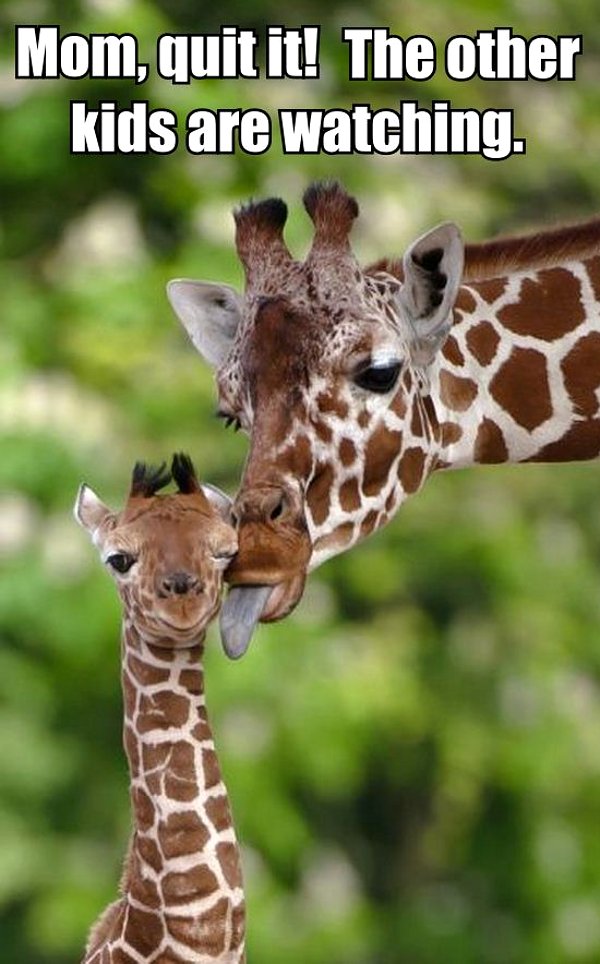 Mama giraffe