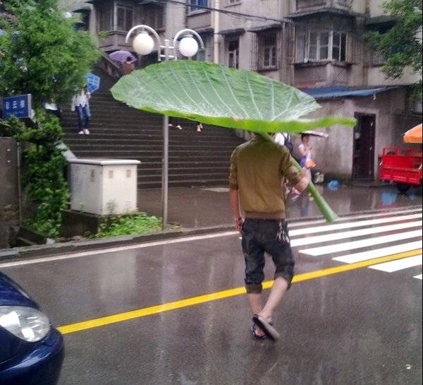Gigantisch blad als paraplu