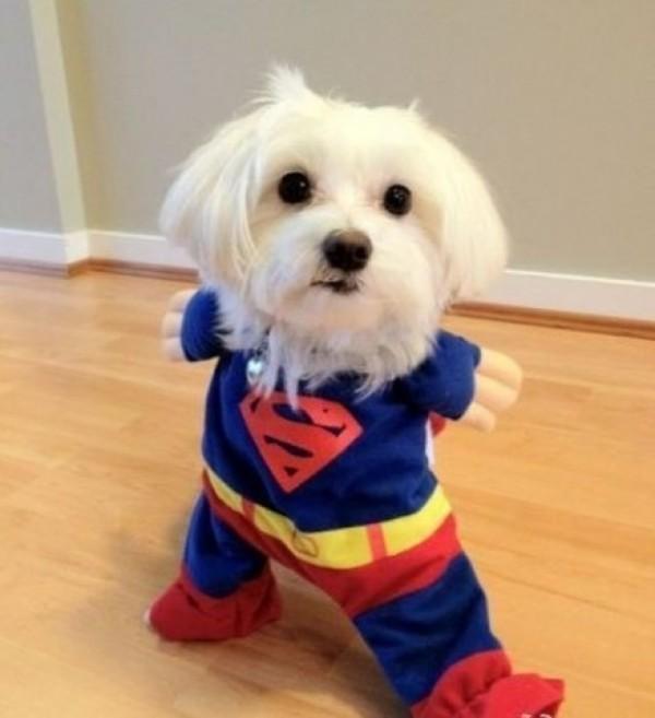 Superhond