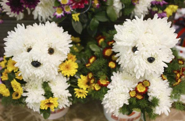 Witte bloemen hondjes