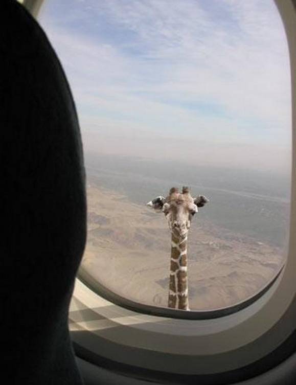 Giraffe met extreem lange nek