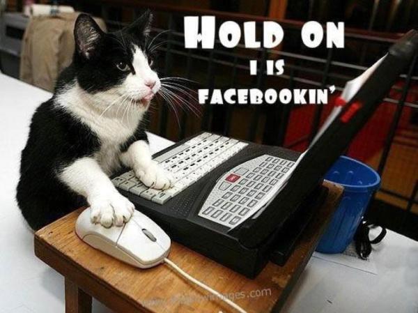 Kat zit op Facebook