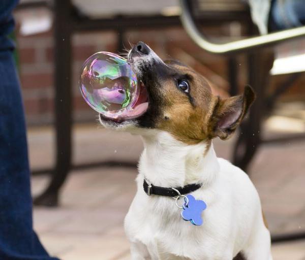 Hond bijt in een zeepbel