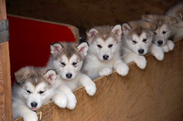 Schattige Husky puppies