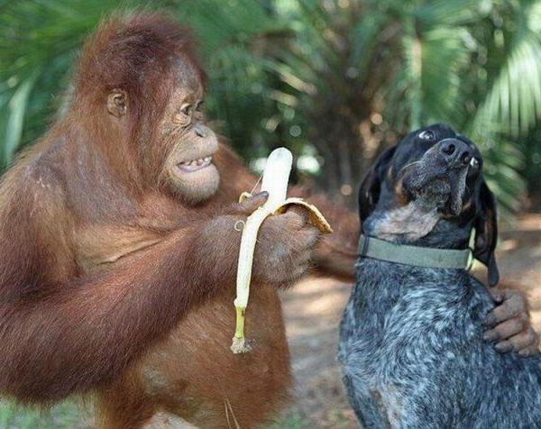 Hond wil geen banaan van aap