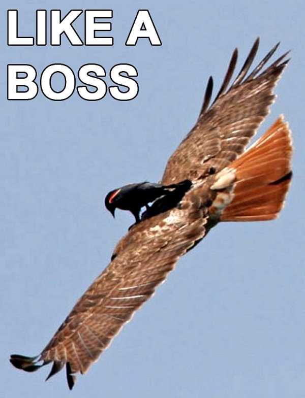 Als een baas vogel
