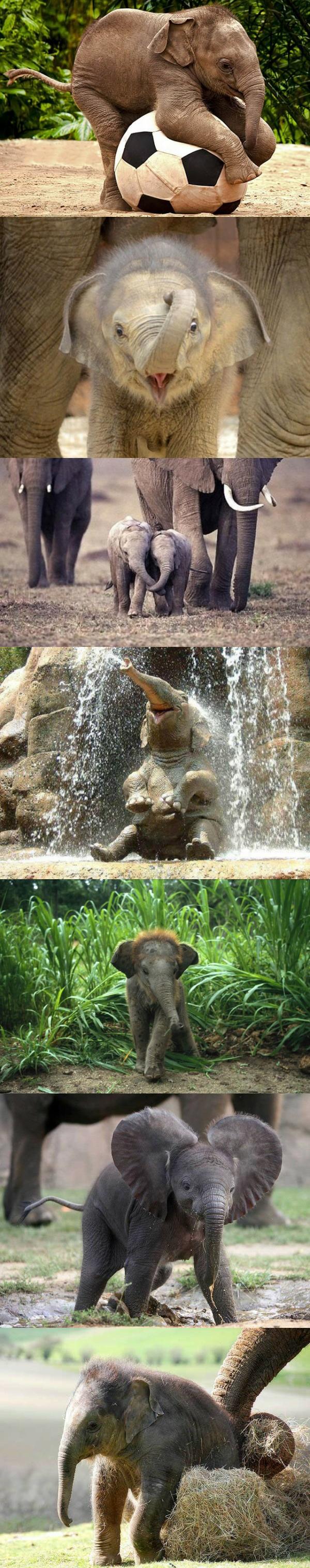 De 8 allerschattigste baby olifantjes