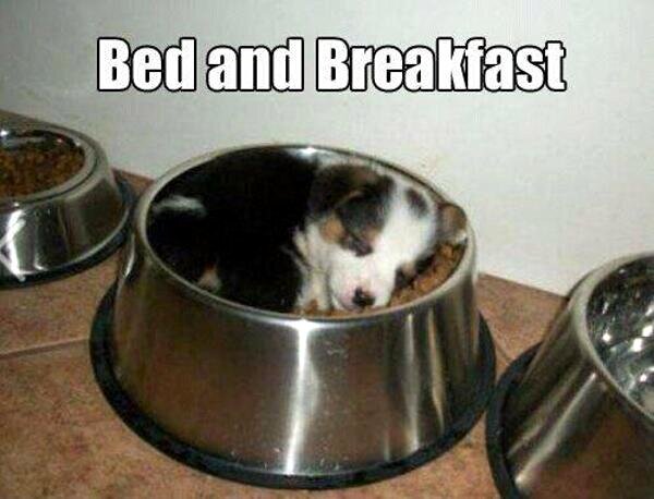 Bed en Breakfast puppy