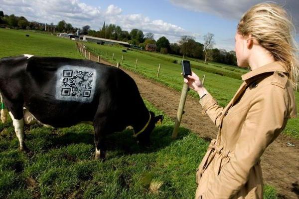 Koe met QR code