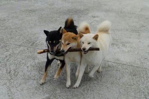 3 honden, 1 stok