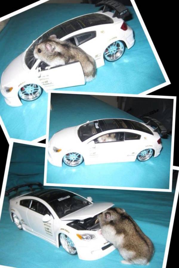 Hamster met auto