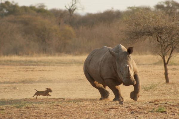 Neushoorn vlucht voor een hondje