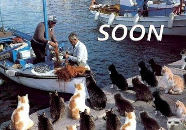 Katten wachten op de vissersboot