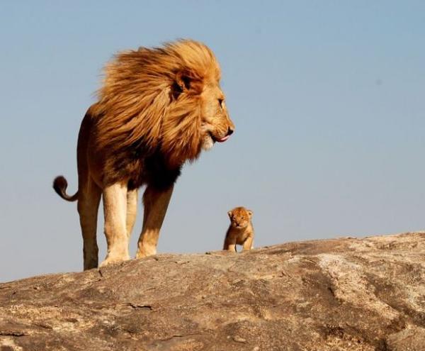 Lion King in het echt