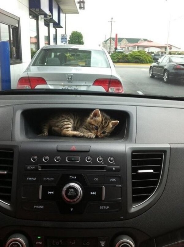 Schattig poesje in de auto