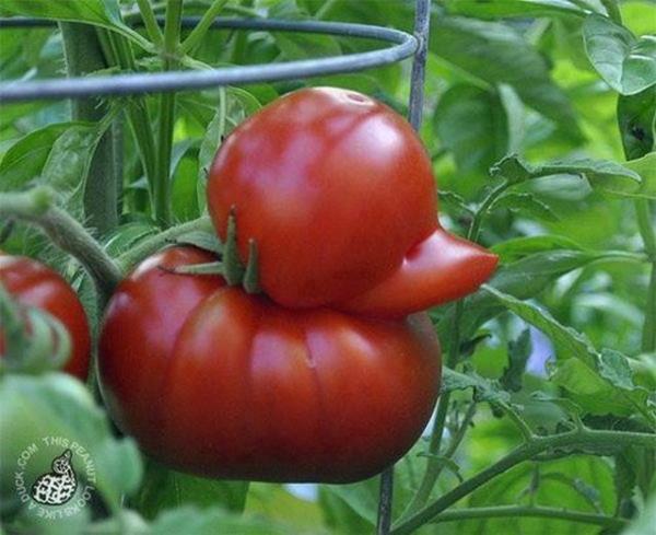Lelijk eendje onder de tomaten