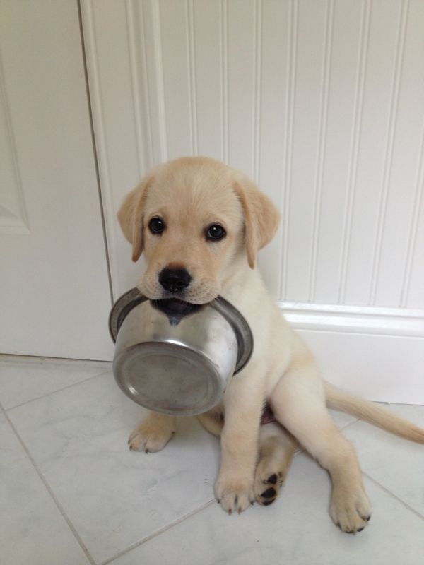 Er heeft hier iemand honger