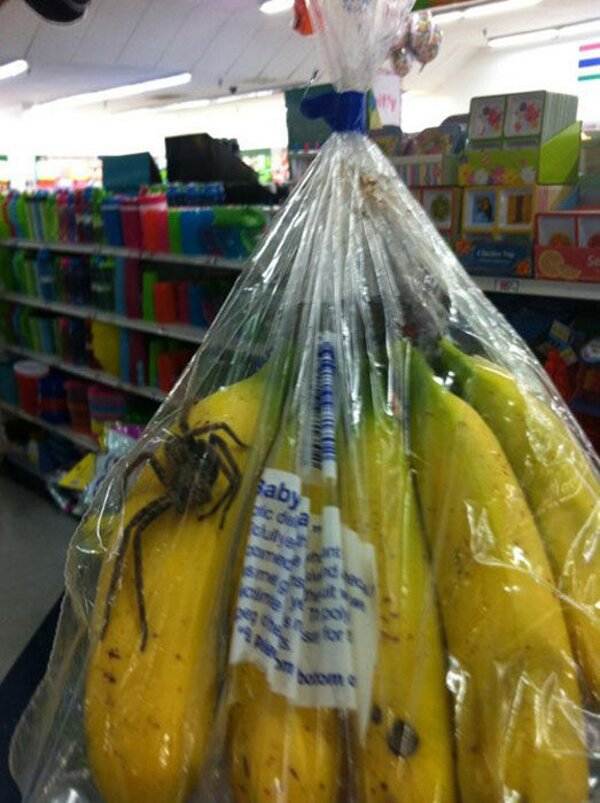Reuzenspin reist mee met bananen