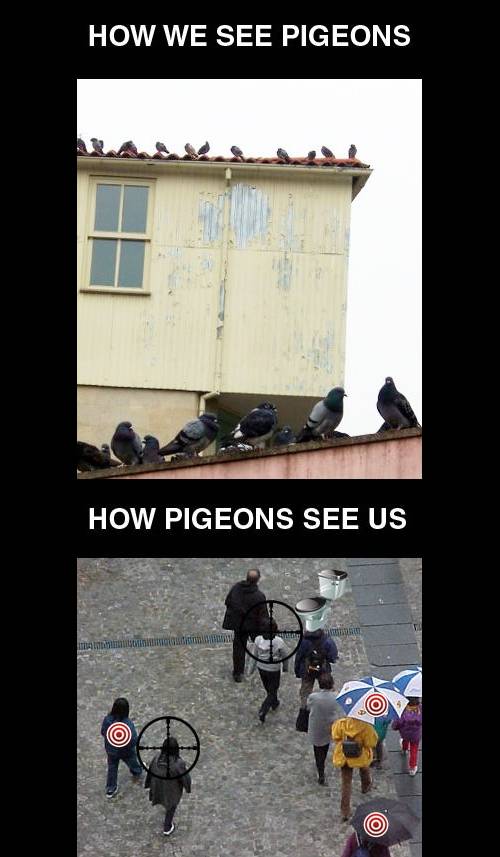 Hoe duiven ons zien