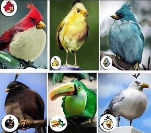 De Angry Birds bestaan echt