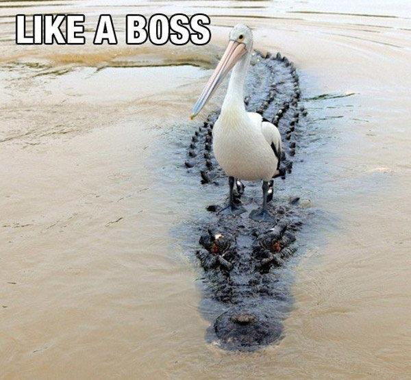 Als een baas de rivier over steken