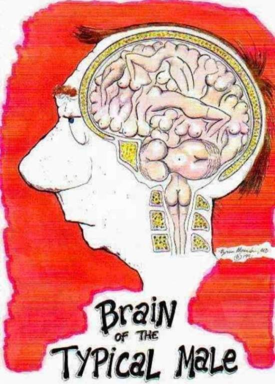 De hersenen van een man
