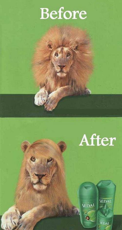 Shampoo voor leeuwen