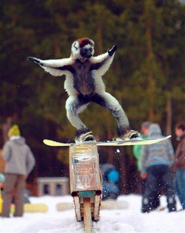 Aap op een snowboard