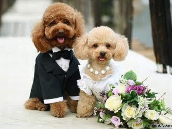 Pas getrouwde hondjes