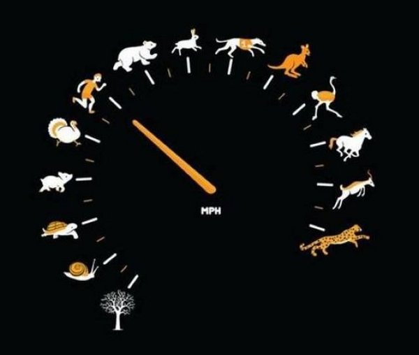 Snelheidsmeter met dieren