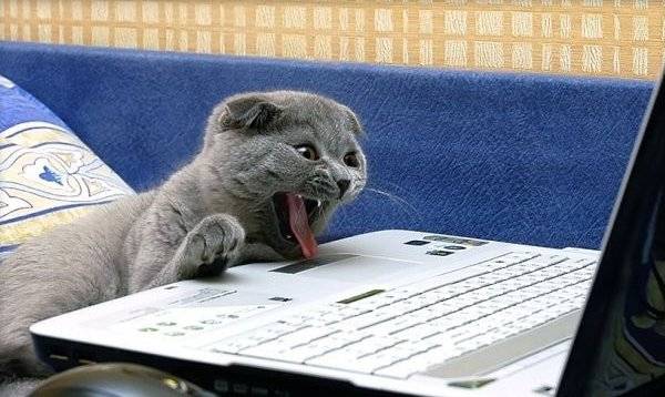 Kat heeft plezier op de laptop